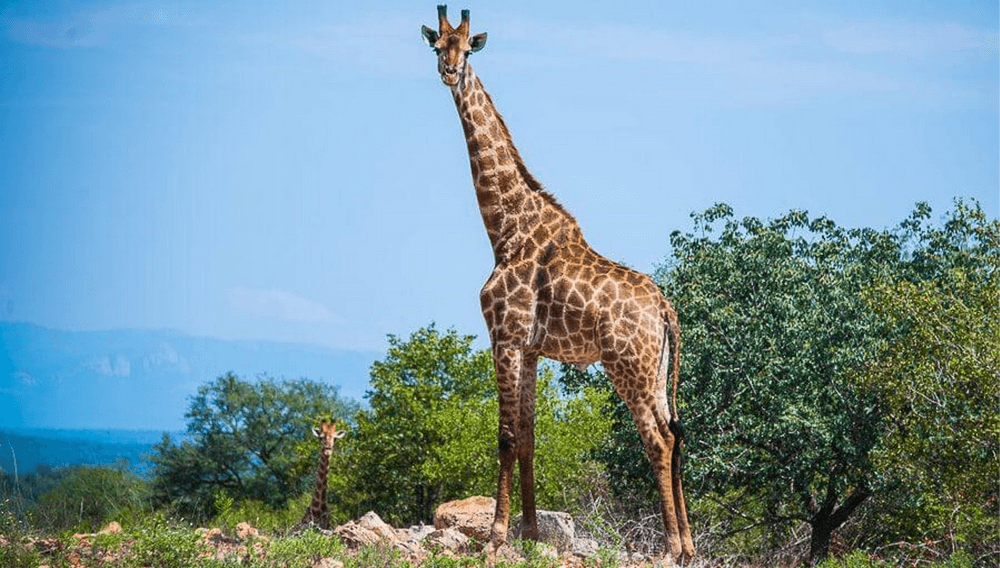 Day5 Kruger National park