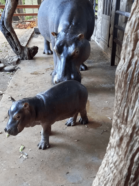 JessicaHippo Loekoe 2